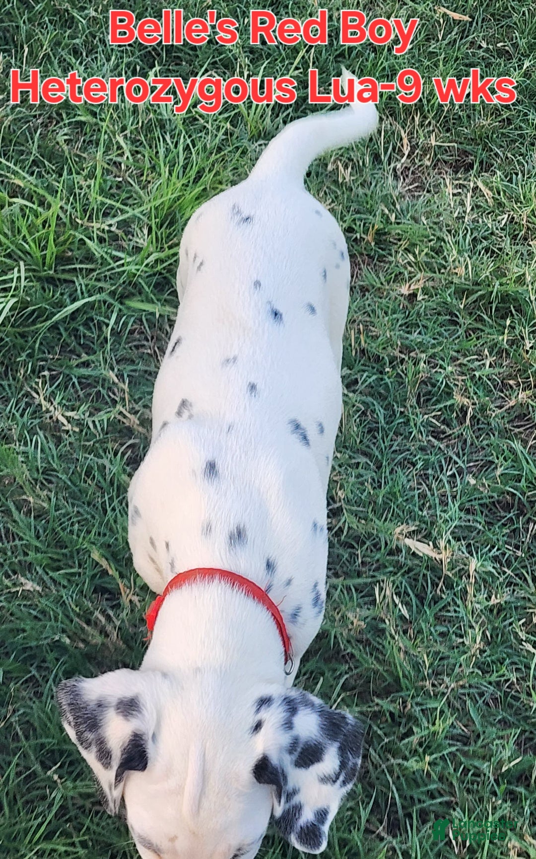 Dalmatian dogs for sale: Belles Red Lua Boy - Image 1