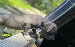 American Bully dogs for sale: Boss Baby - Image 19