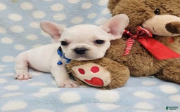 French Bulldog dogs for sale: Fido - Image 17