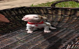 Olde English Bulldogge dogs for sale: Puck - Image 1