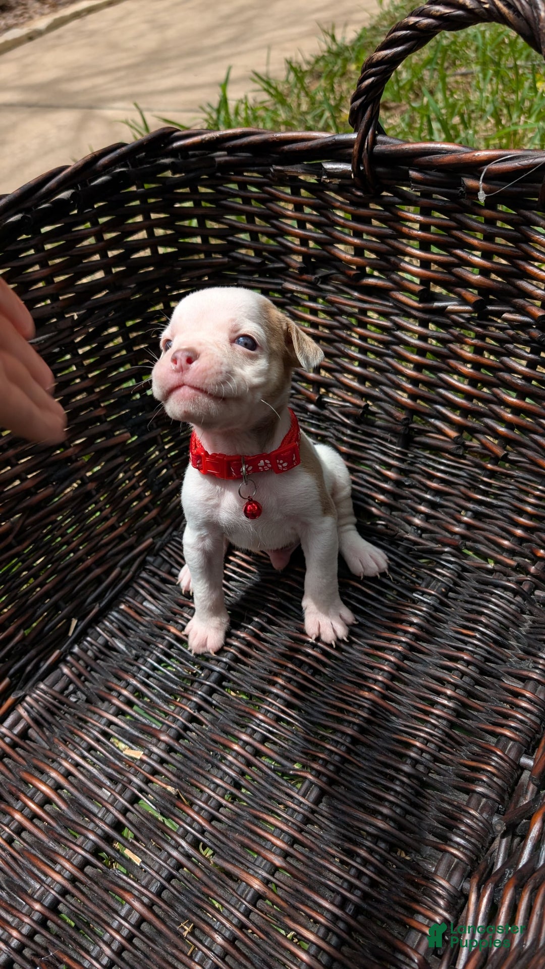Olde English Bulldogge dogs for sale: Puck - Image 1