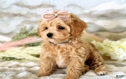 Maltipoo dogs for sale: Dark Pink Collar - Image 27