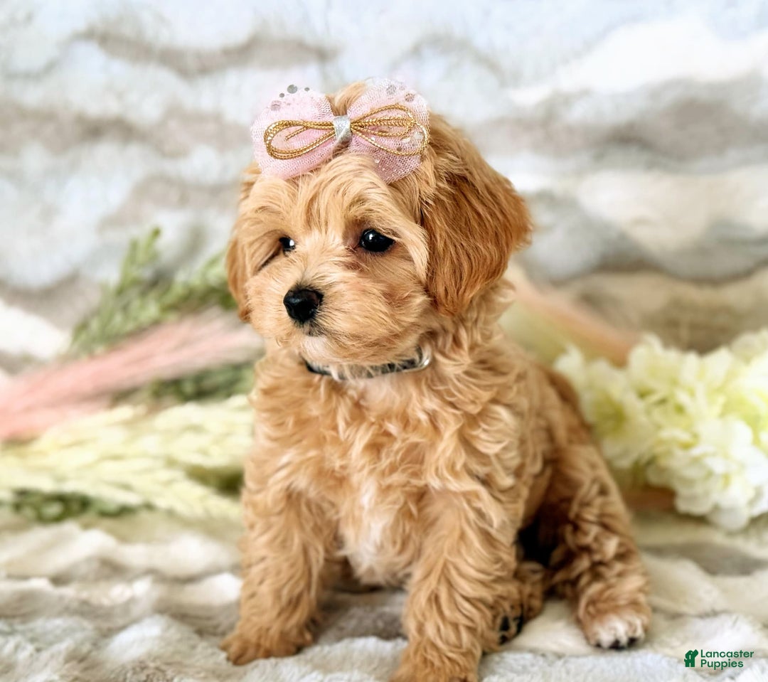 Maltipoo dogs for sale: Dark Pink Collar - Image 27