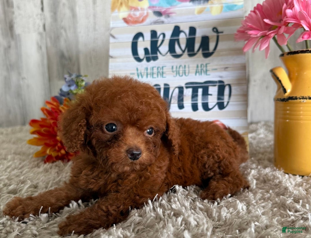 Cavapoo dogs for sale: Jewel - Image 2