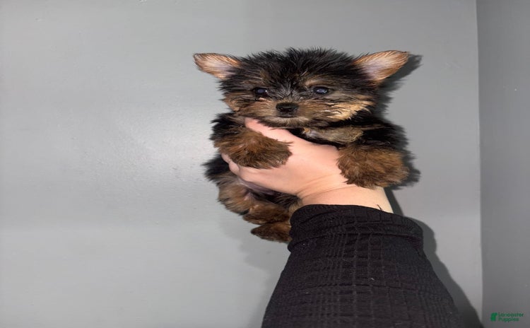 Yorkshire Terrier dogs for sale - Ad 5