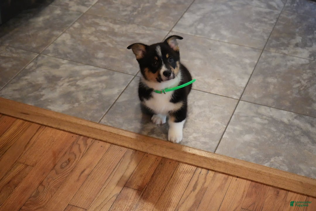 Welsh Corgi Pembroke dogs for sale: Mr Green - Image 3
