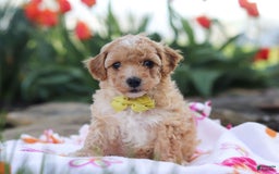 Miniature Poodle dogs for sale: Jazz - Image 16