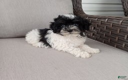 Havapoo dogs for sale: Jojo - Image 2