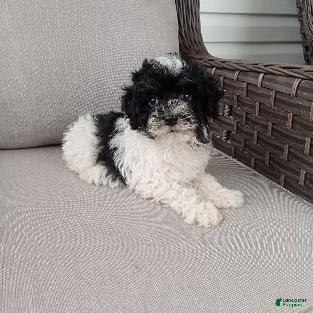 Havapoo dogs for sale: Jojo - Image 2