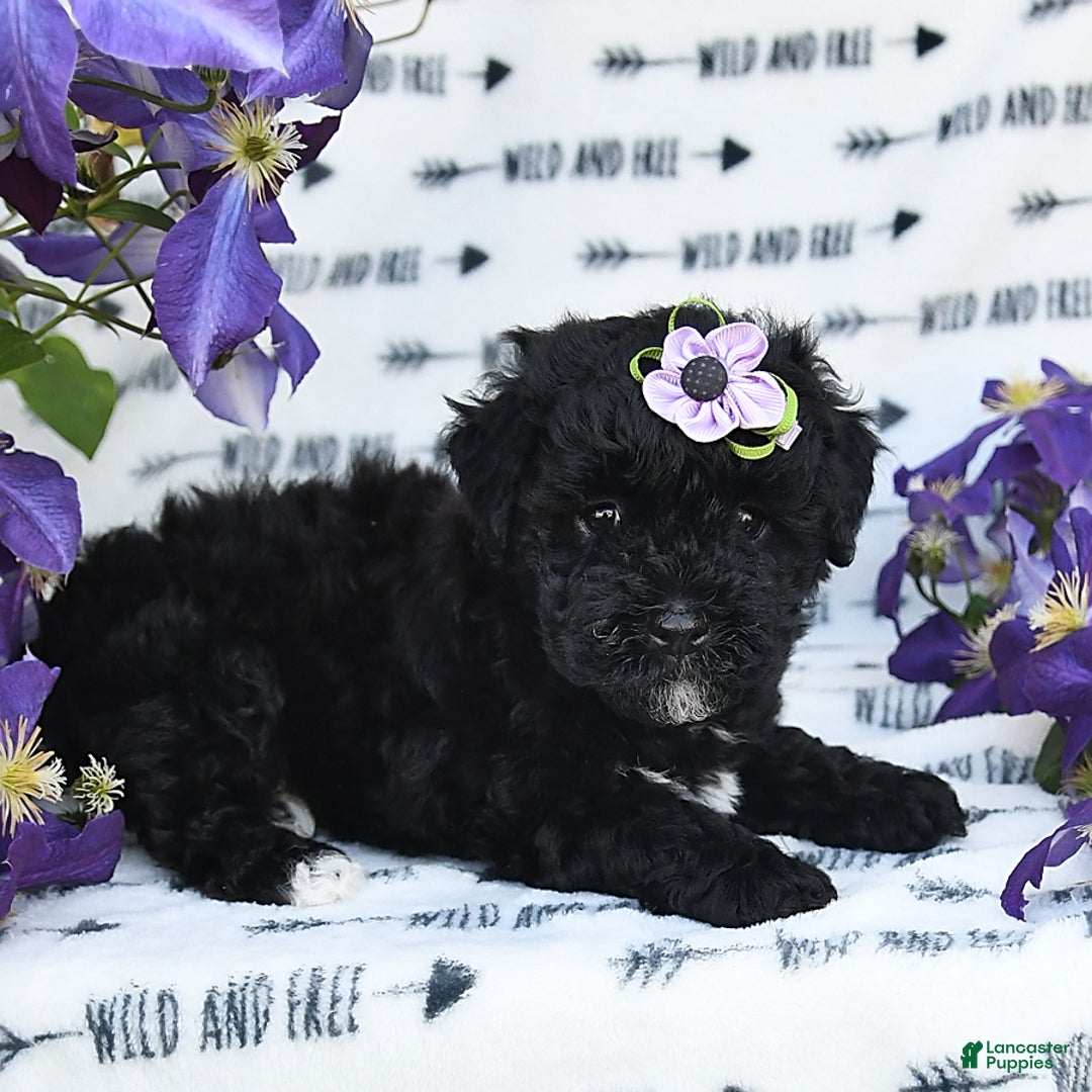 Havapoo dogs for sale: Snickers - Image 7