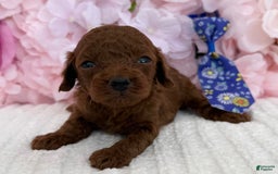 Toy Poodle dogs for sale: Rocket - Image 1