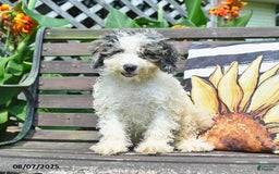 Mini Bernedoodle dogs for sale: Margo - Image 5