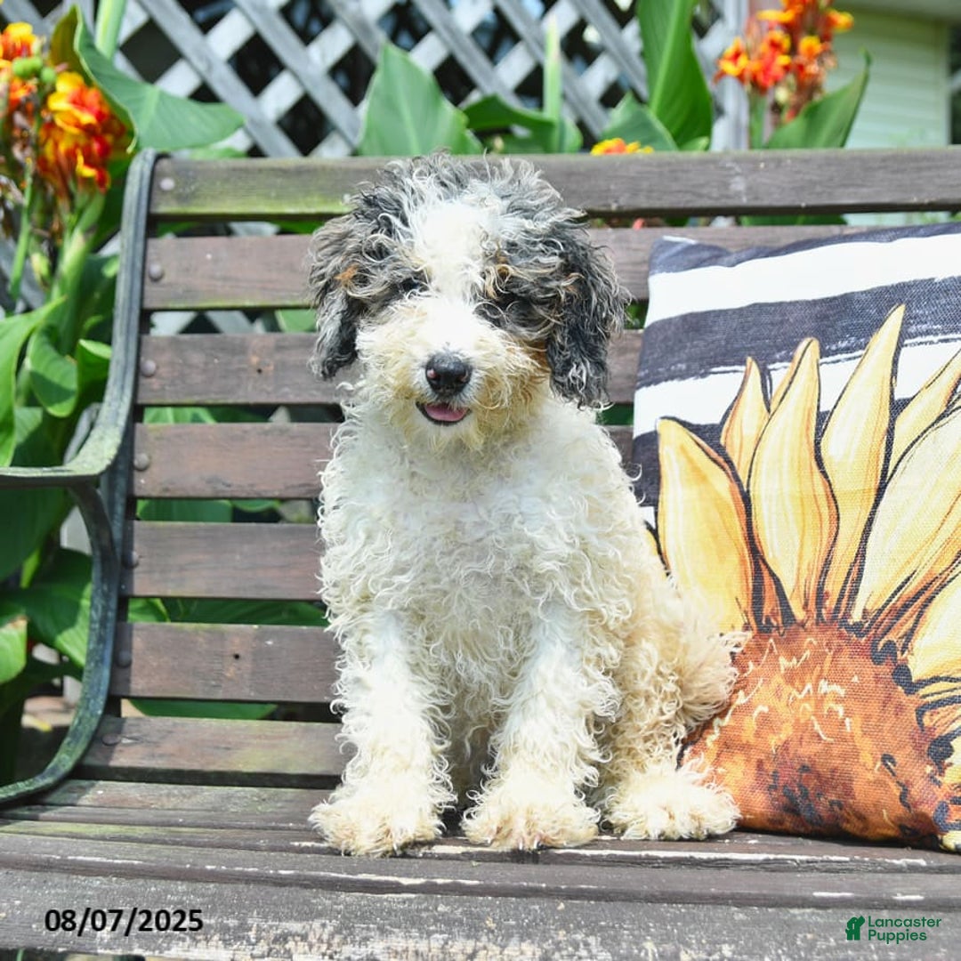 Mini Bernedoodle dogs for sale: Margo - Image 5