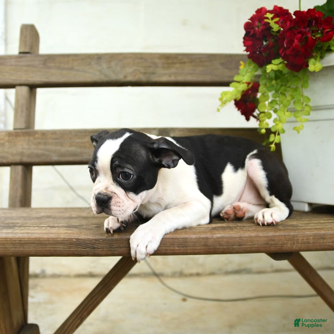 Boston Terrier dogs for sale: Rossi - Image 3