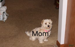 Havapoo dogs for sale: Chase - Image 11
