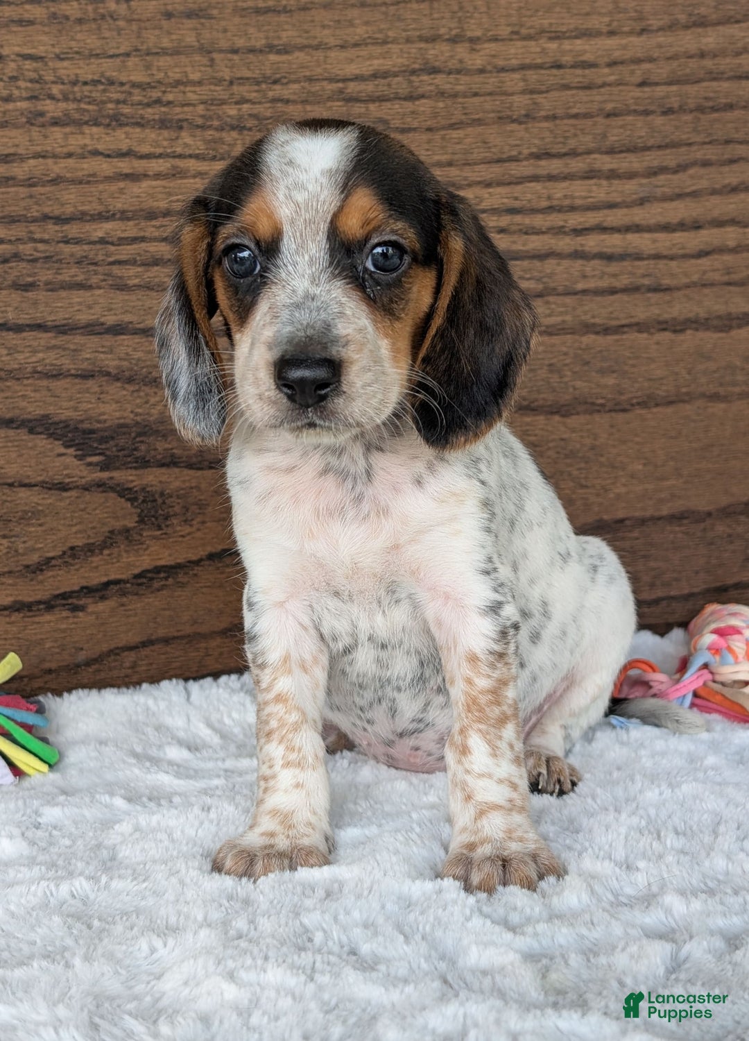 Beagle dogs for sale: Lexi - Image 3