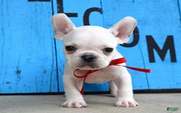 French Bulldog dogs for sale: Fido - Image 14