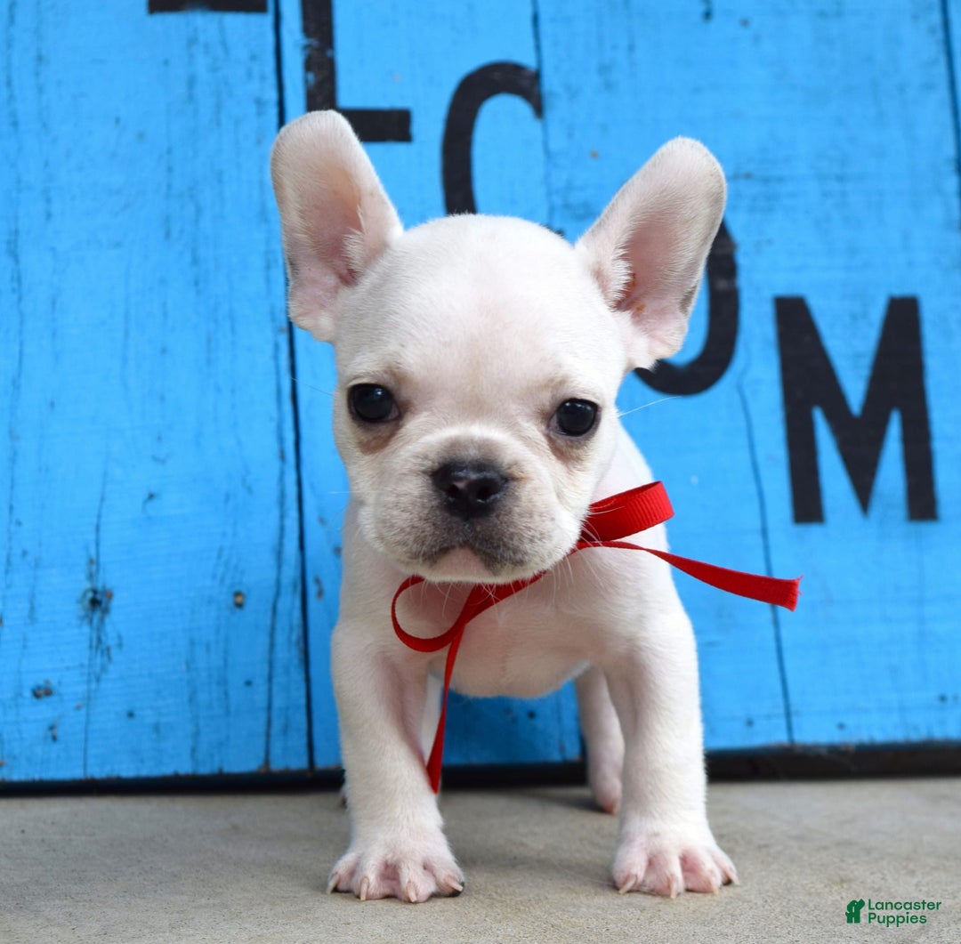 French Bulldog dogs for sale: Fido - Image 14