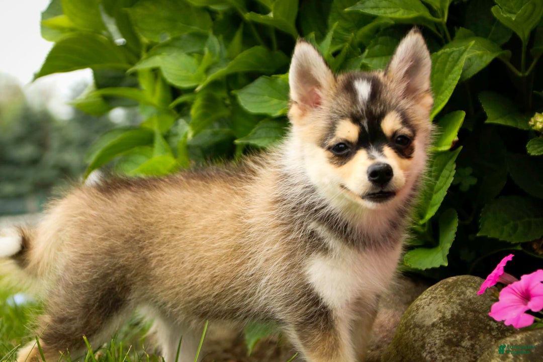Pomsky dogs for sale: Fira - Image 11