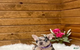 French Bulldog dogs for sale: Nila - Image 12