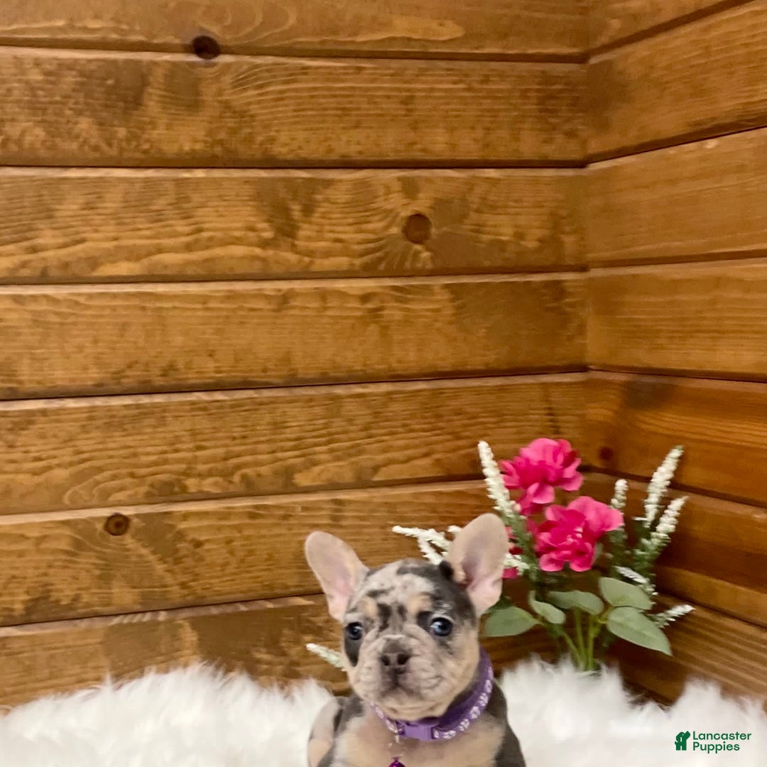 French Bulldog dogs for sale: Nila - Image 12