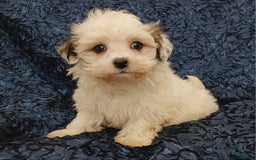 Havanese dogs for sale: Hayden - Image 5