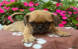 Puggle dogs for sale: Ernie - Image 2