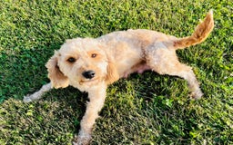 Mini Goldendoodle dogs for sale: Nacho - Image 12