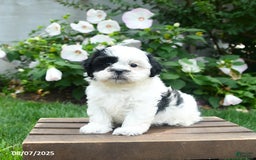 Teddy Bear dogs for sale: Star - Image 3
