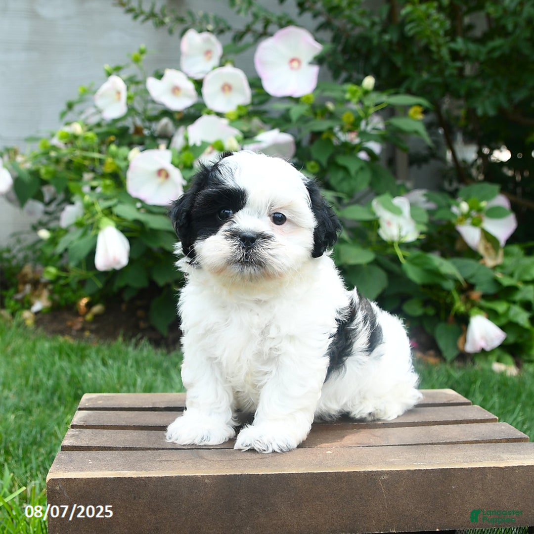 Teddy Bear dogs for sale: Star - Image 3