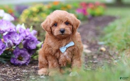 Maltipoo dogs for sale: Dewey - Image 8
