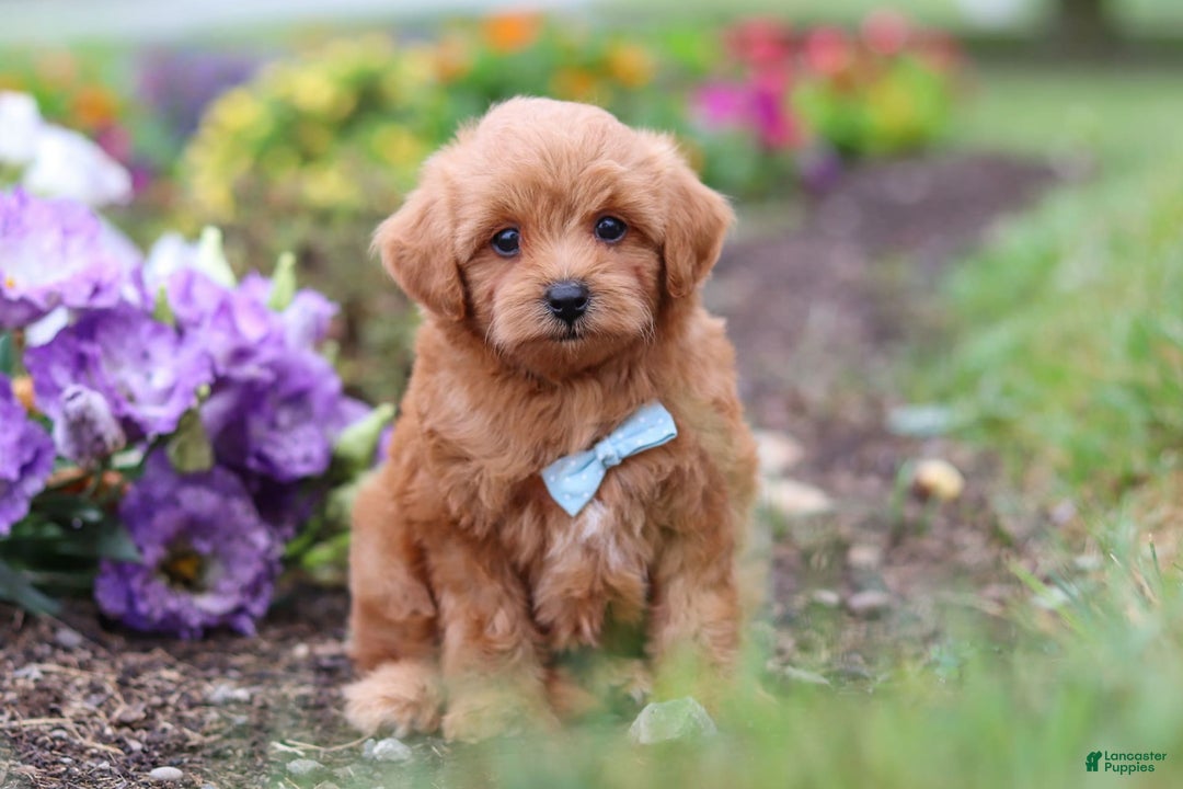 Maltipoo dogs for sale: Dewey - Image 8