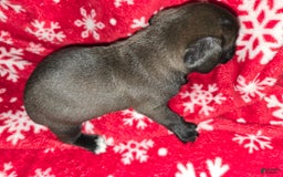 Chihuahua dogs for sale: Black Girl 2 - Image 2