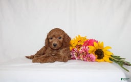 Mini Goldendoodle dogs for sale: Hadara - Image 4