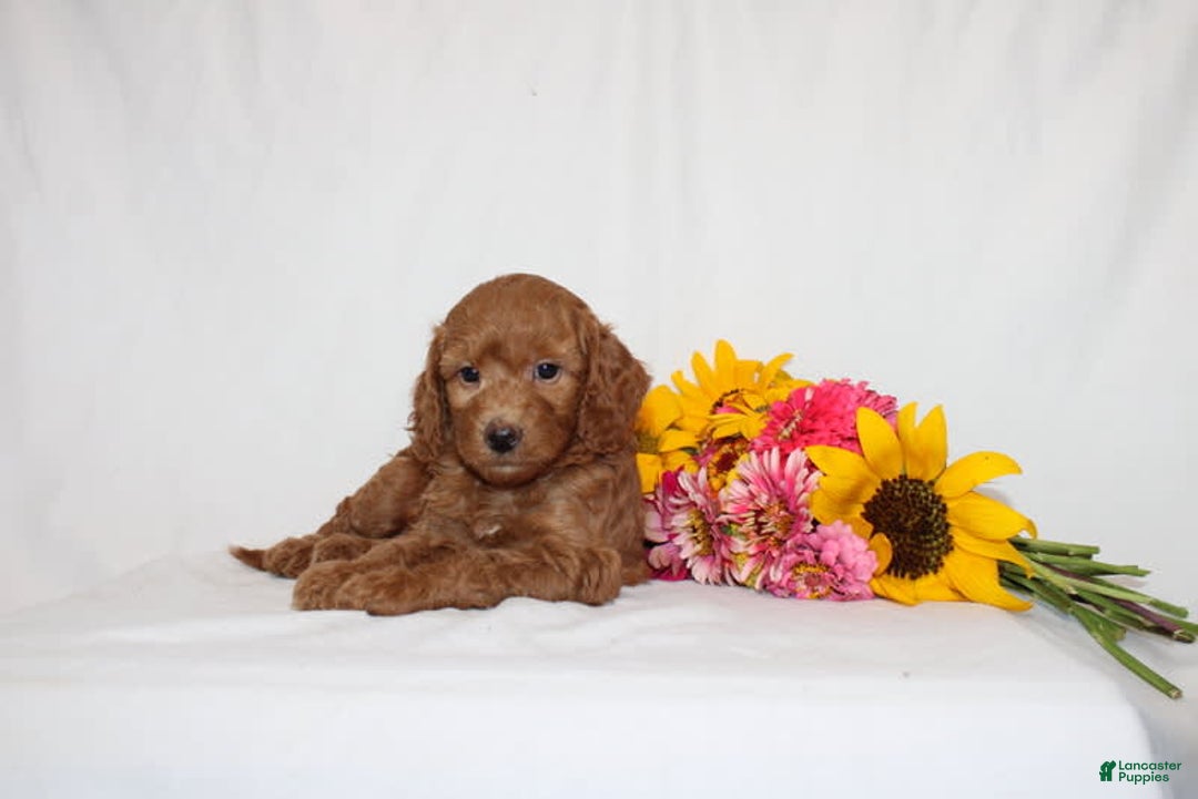 Mini Goldendoodle dogs for sale: Hadara - Image 4
