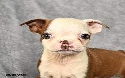 Boston Terrier dogs for sale: Lucky - Image 3