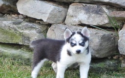 Pomsky dogs for sale: Fiesty Girl - Image 5