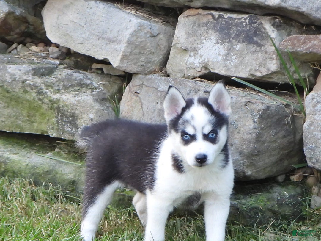 Pomsky dogs for sale: Fiesty Girl - Image 5