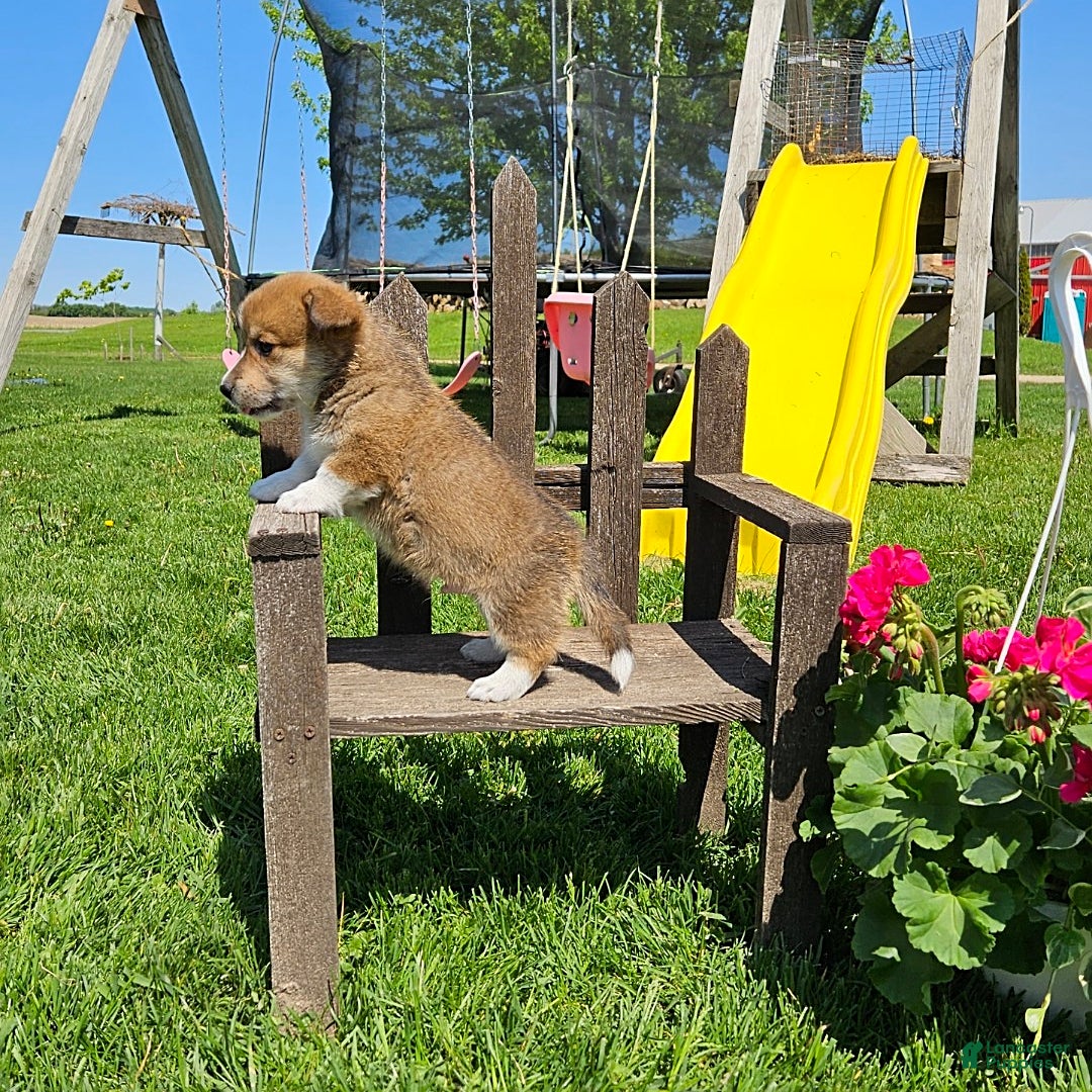 Welsh Corgi Pembroke dogs for sale: Chocolate - Image 6