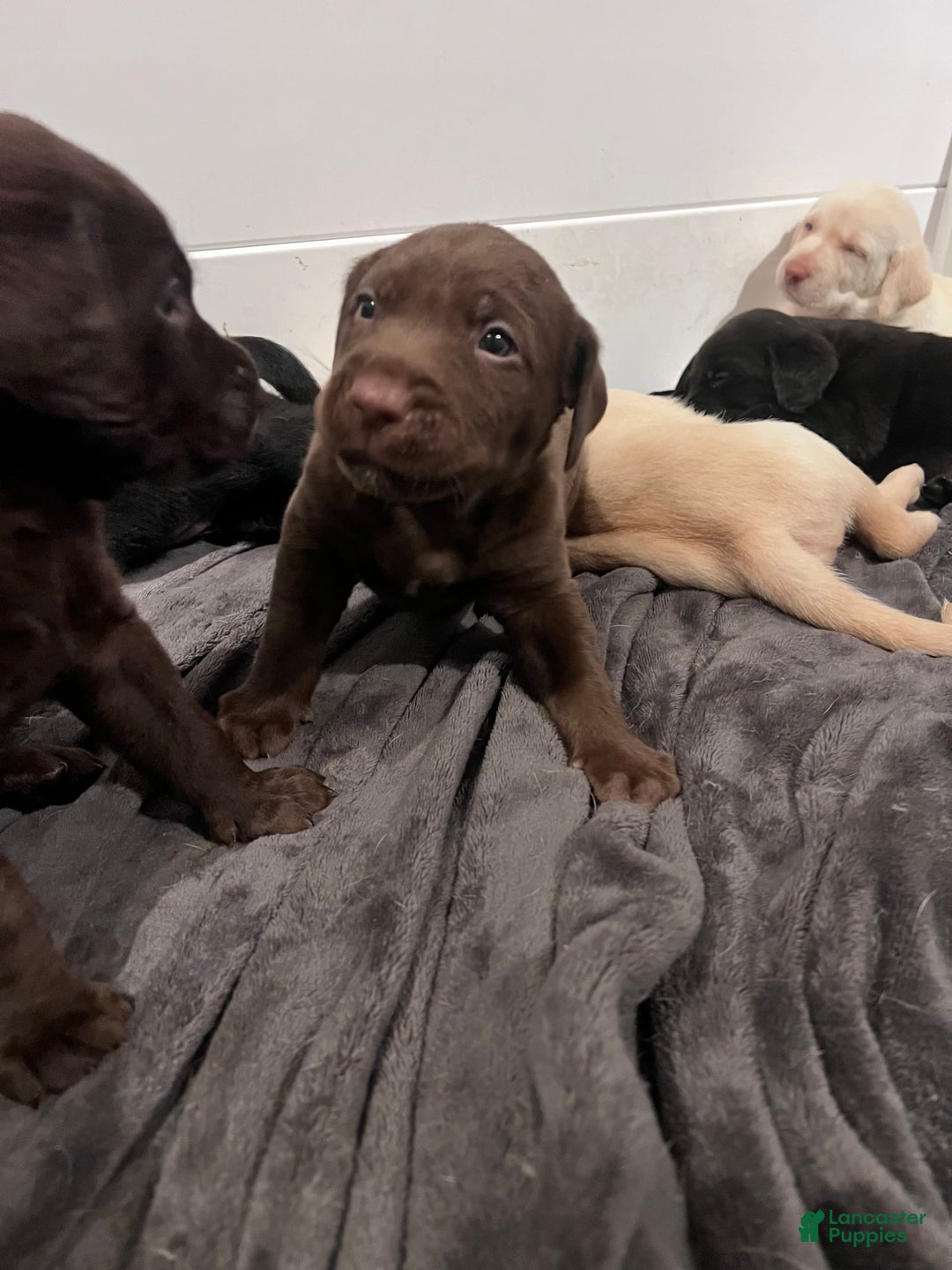 Labrador Retriever dogs for sale: Inzee Jr - Image 2