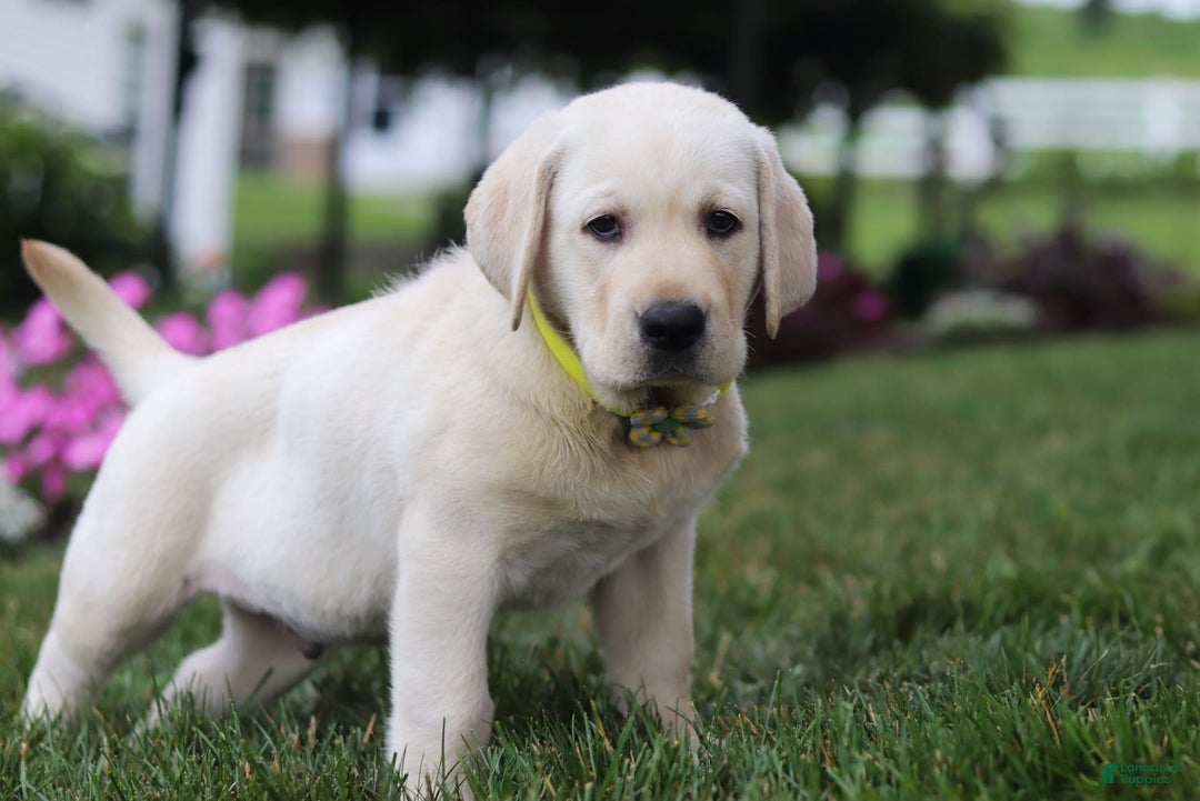 Labrador Retriever dogs for sale: Benny - Image 2