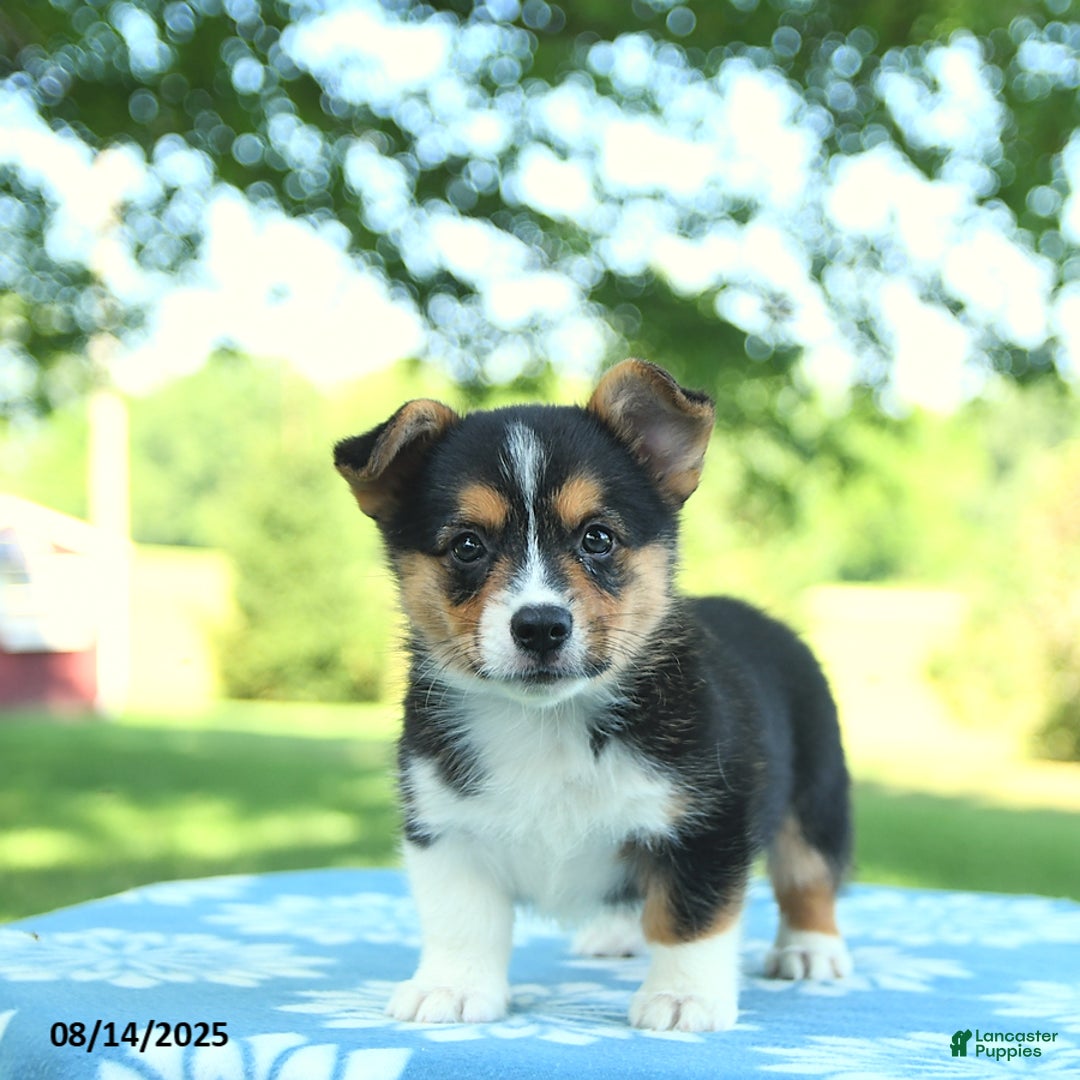 Welsh Corgi Pembroke dogs for sale: Mark - Image 1