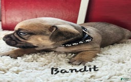 Puggle dogs for sale: Bandit - Image 3