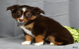 Miniature Australian Shepherd dogs for sale: Ariel - Image 6