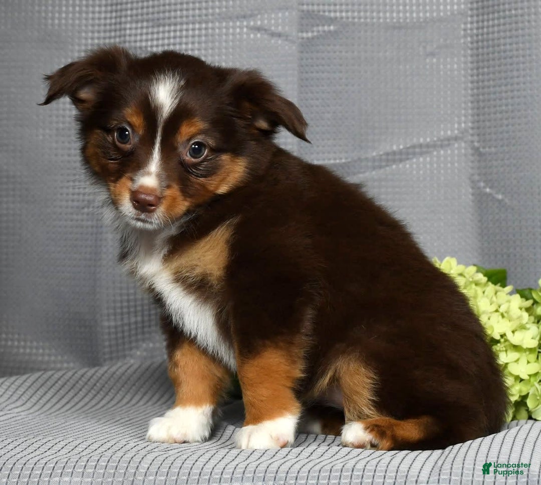 Miniature Australian Shepherd dogs for sale: Ariel - Image 6