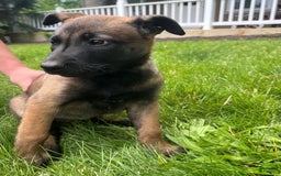 Belgian Malinois dogs for sale: Sierra - Image 6