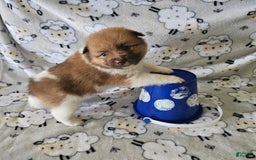 Pomeranian dogs for sale: Tyler - Image 1