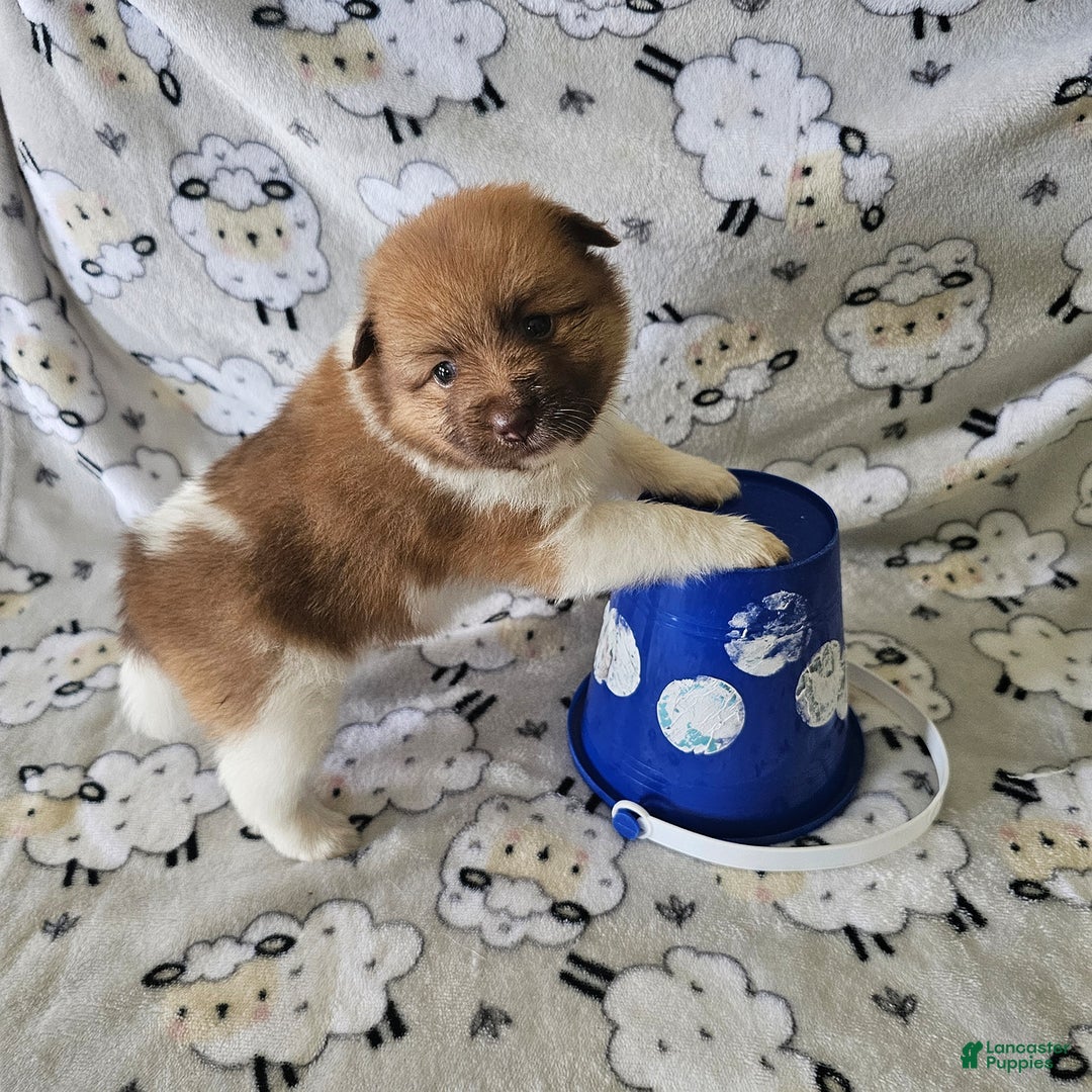Pomeranian dogs for sale: Tyler - Image 1