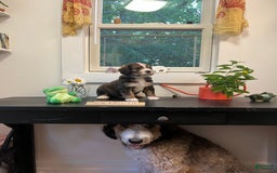 Bernedoodle dogs for sale: Charlie Bear - Image 2