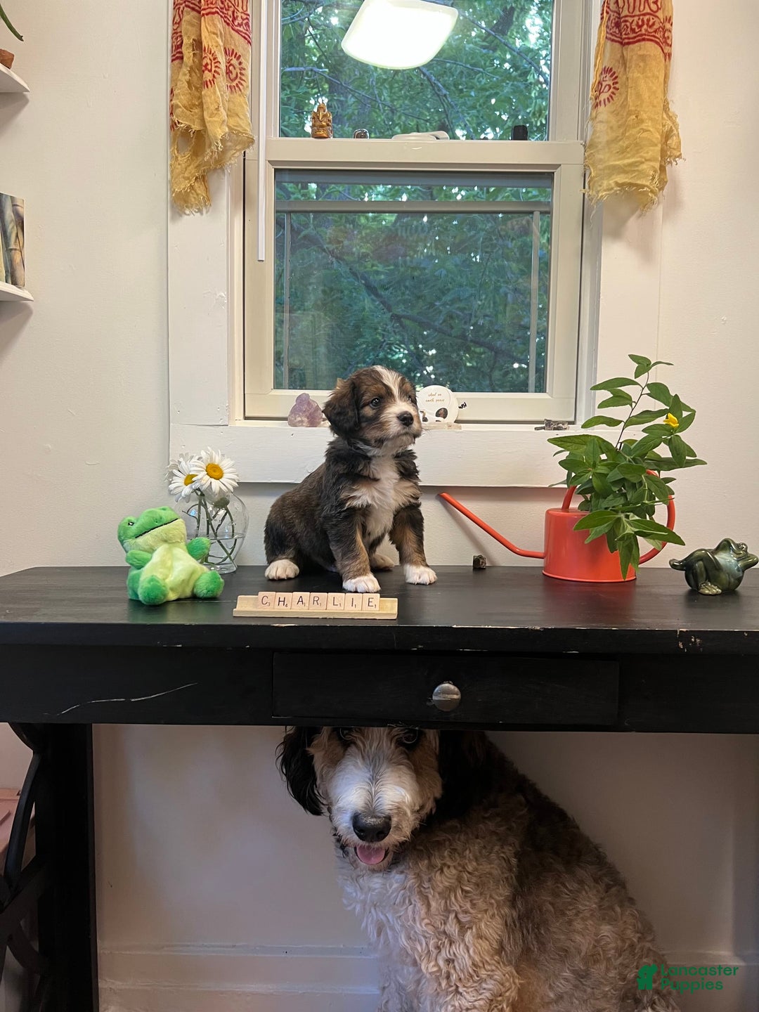 Bernedoodle dogs for sale: Charlie Bear - Image 2